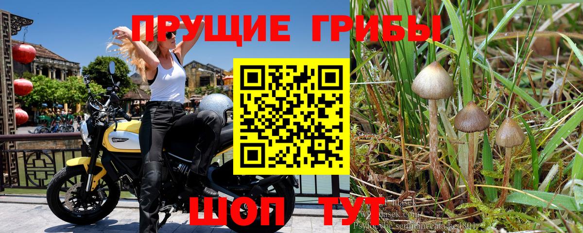 Псилоцибиновые грибы Psilocybe  Псилоцибиновые грибы Cubensis  цены   Гусев  Вход с VPN 